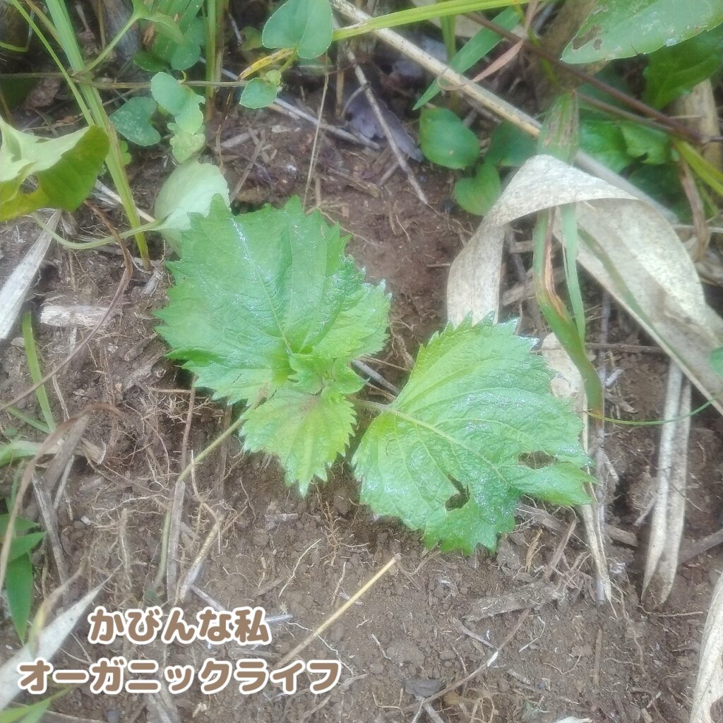 市販の青ジソ水耕栽培で発根させた後、家庭菜園へお引っ越しさせ、無事に根付いた様子。