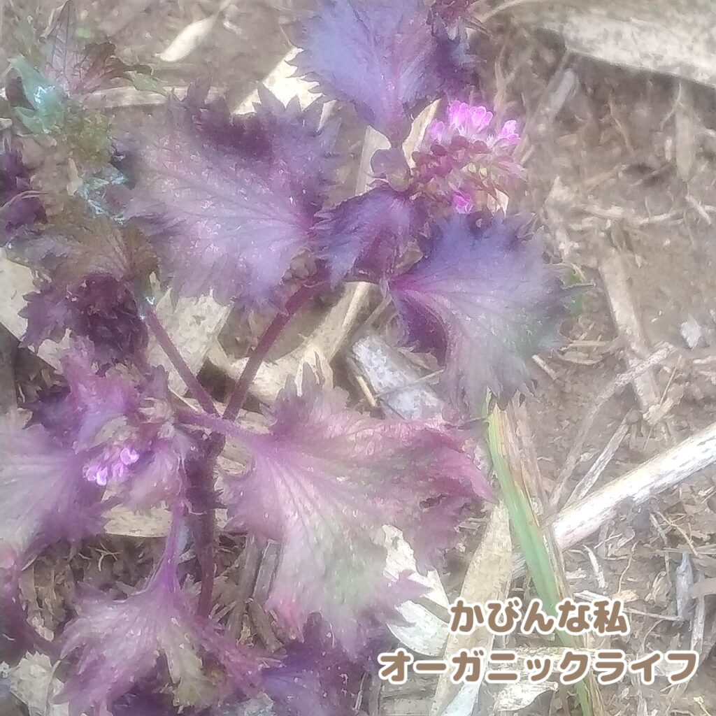 市販の赤しそを水耕栽培させ、発根に成功。その後、家庭菜園にお引っ越しさせた赤シソが、花を咲かせた様子。